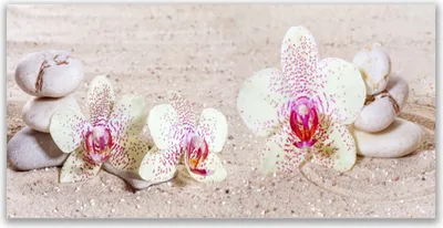 Produktbild von Tulup Leinwand-Bilder 140x70 Wandbild Canvas Kunstdruck Blumen Steine Pflanzen