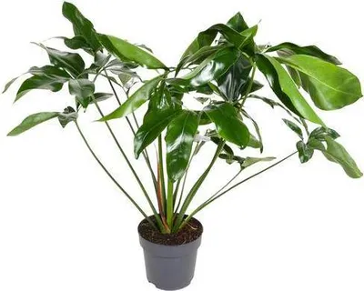 Obrázek produktu pro Philodendron Green Wonder, prumer 24cm, výška 100cm - pokojová rostlina