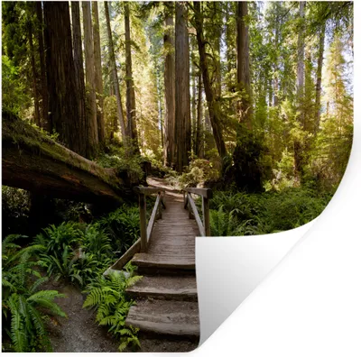 Produktbild von MuchoWow® Wandtattoo Wandsticker Wandaufkleber Dschungel - Natur - Treppe - Bäume 100x100 cm Selbstklebend und Repositionierbar - Wierderverwendbar - Selbstklebend