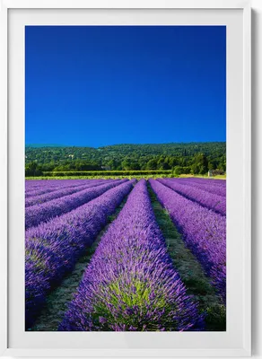 Produktbild von Lavendelfeld in der Provence– Wandbild mit Rahmen – Gerahmtes Bild  – Wanddekoration – 70x100 cm –  Weiß Rahmen