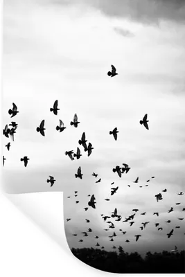 Produktbild von MuchoWow® Wandtattoo Wandsticker Wandaufkleber Tiere - Vögel - Wolken - Schwarz - Weiß 80x120 cm Selbstklebend und Repositionierbar - Repositionierbar - Wasser abweisend