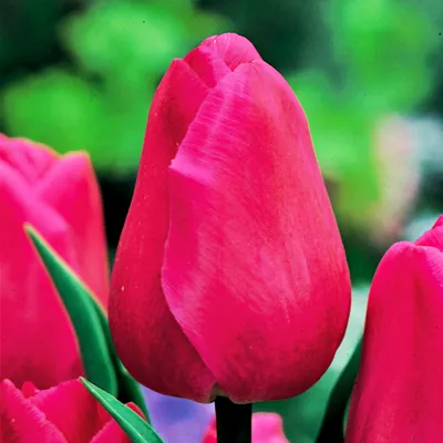 Obrázok produktu pre Tulipány Kvetinové cibuľky Cibuľky Kvety Tulipán Barcelona 5 ks.