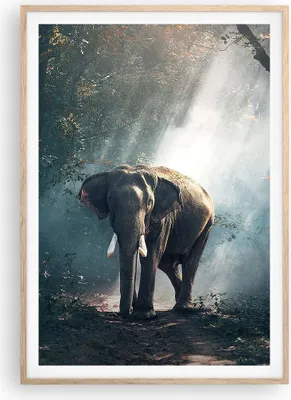 Produktbild von Gerahmtes Poster - Rahmen in heller Eiche - elefant natur - 70x100 cm - Wand Bild - Wanddeko - Wandbilder - Kunstposter - Wandposter - Bilderrahmen - Bilder - Kunstdruck - Wandbild - P2NPA70x100-3972