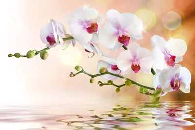 Produktbild von Fototapete - White Orchid 375x250cm - Vliestapete