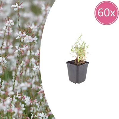 Produktbild von Gaura lindheimeri | 60 Stück - 10-25cm - Ø9cm - Gartenpflanze