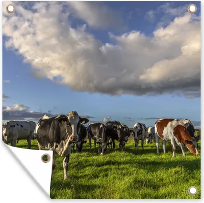 Produktbild von MuchoWow® 100x100 cm Outdoor-Poster Gartendeko Sichtschutz Garten Poster für den Garten  Kühe - Licht - Gras