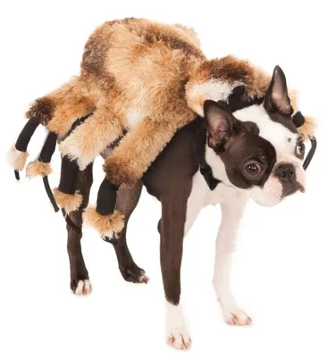 Productafbeelding van Rubie's officiële reuzenspin kostuum, carnaval outfit, voor honden, huisdier, maat S