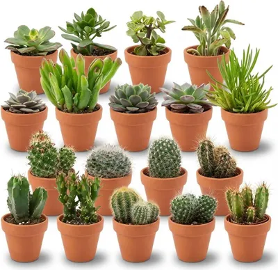 Immagine prodotto di Mini cactus e piante grasse assortiti – 18 piante – Vasi in terracotta Ø 8,1 cm – Altezza 5–10 cm – Piante da appartamento facili da curare – Idea regalo e decorativa