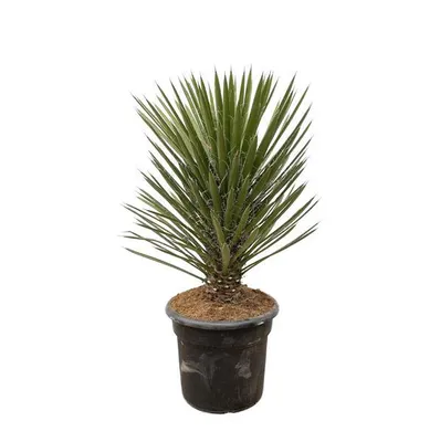 Produktbild von Everyplants Yucca Filifera Australis - 100 cm, Ø 30 cm