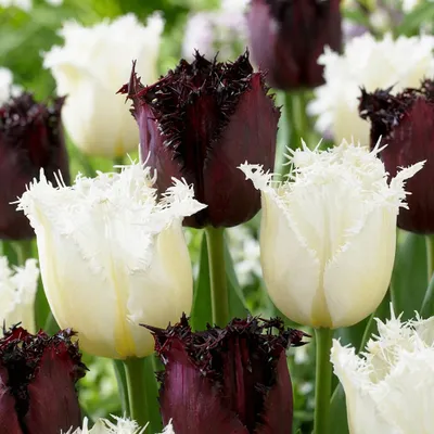 Image de 60x Tulipa Breakdance mix - Tulp Breakdance mix - Diversen - Voorjaarsbloeier - Bolmaat 11/12