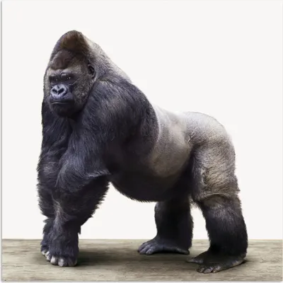 Produktbild von MuchoWow® Poster Gorilla - Tiere - Jungen - Mädchen - Kinder 50x50 cm - Wohnzimmerdekoration