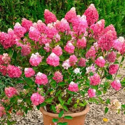 Image de 2 x  Hydrangea pan.  - Hydrangea paniculata 'Framboisine'®  | 30-40 cm en conteneur