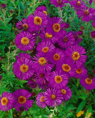 Produktbild von Aster novae-angliae 'Andenken an P.Gerber', rosa, ca. 9x9 cm Topf