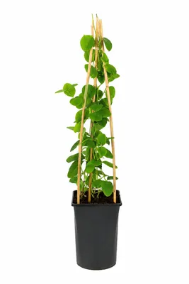 Produktbild von Echtes Geißblatt 60-80 cm – Lonicera tellmanniana | Jelängerjelieber | Duftende Kletterpflanze | Winterhart | Bienenfreundlich