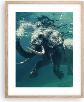 Produktbild von Gerahmtes Poster - Rahmen in heller Eiche - Elefant Tier Wasser - 40x50 cm - Wand Bild - Wanddeko - Wandbilder - Wandposter - Bilderrahmen - Bilder - Kunstdruck - Wandbild - P2NPA40x50-3944
