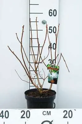 Obrázok produktu pre Azalka Knaphill - Weib - Japonská azalka Weib 40- 50 cm - Kontajner