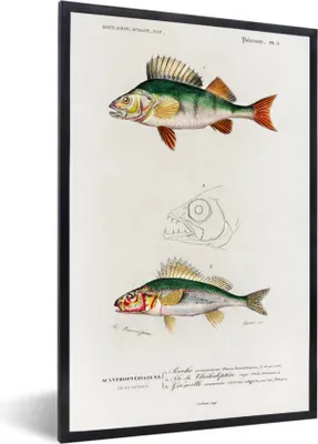 Produktbild von MuchoWow® Gerahmtes Poster Fisch - Jahrgang - Realismus 60x90 cm - Poster mit Schwarzem Bilderrahmen Wandposter Rahmen Foto Bilder - Kunst