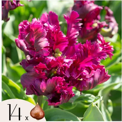 Obrázok produktu pre Tulipánové cibule - 14 ks. - Tulipa 'Parrot Negrita' - Cibuľky kvetov - Fialová