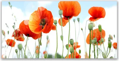 Produktbild von Tulup Leinwand-Bilder 140x70 Wandbild Canvas Kunstdruck Mohnblumen Pflanzen