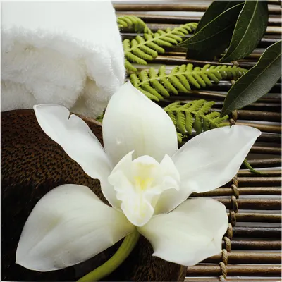 Produktbild von Leinwandbild Botanical Dschungel 50 x 50 cm - Wandbild Weiß Grün - Keilrahmen Natur Wohnzimmerdeko Wanddeko Wandgemälde