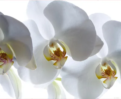 Immagine prodotto di Sanders & Sanders fotomurale fiori bianco 375 x 270 cm