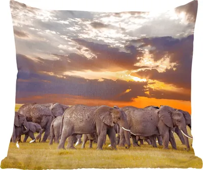 Produktbild von MuchoWow® Zierkissen Sofakissen Wohnzimmer Dekokissen 60x60 cm Elefant - Tiere - Gras - Sonnenuntergang - Natur - Sitzfläche - Foto Polster