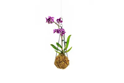 Obrázok produktu pre Gardners Kokedama Phalaenopsis (S)