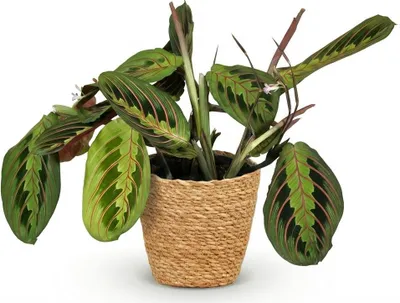 Image de Maranta « Fascinator » tricolore, plante d'intérieur à feuilles en forme de