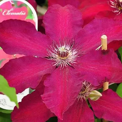 Obrázok produktu pre 2 x  plamienok  - Clematis 'Westerplatte'  | 50-60 cm v kontajneri