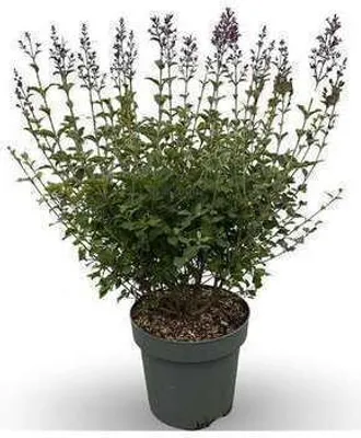 Zdjęcie produktu dla Syringa bloomerang 'Dark Purple'® - Flieder 60-80 cm - Pojemnik