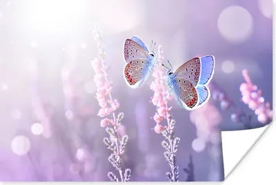 Produktbild von MuchoWow® Poster Schmetterling - Lavendel - Blumen - Lila 120x80 cm - Bilder
