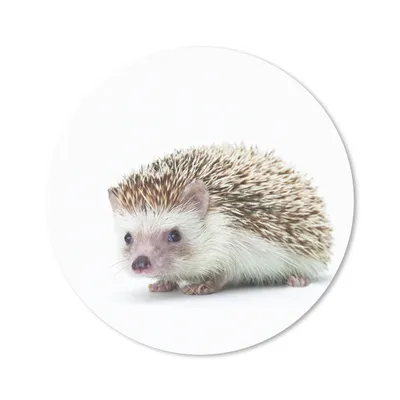 Produktbild von MuchoWow® Mauspad Mousepad Igel - Tiere - Weiß 30x30 cm - Mousepads - Maus Mat - Pad - Mausunterlage - Tischunterlage - Schreibtischmatten