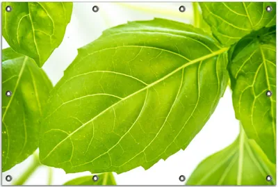 Produktbild von Wallario Outdoor-Poster für Garten oder Balkon, Motiv Frische Basilikumblätter, in ca. 80 x 120 cm