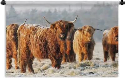 Produktbild von MuchoWow® Wandteppich Wandbehang Schottische Highlander - Schnee - Wald 90x60 cm Tapisserie Dekoration Wandtuch - Wandskulpturen - Bildteppich