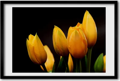 Produktbild von Bild 60x40 MDF-Rahmen, Wandkunst gelbe Tulpen