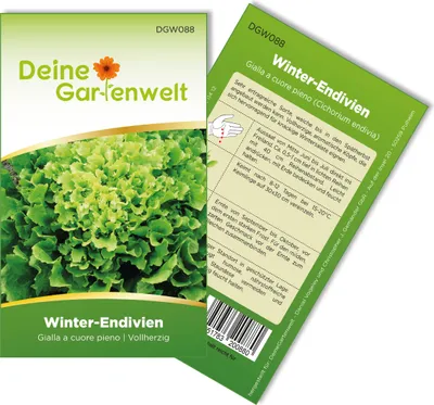 Produktbild von Winterendivien Gialla a cuore Samen - Cichorium endivia - Winterendiviensamen - Gemüsesamen - Saatgut für 200 Pflanzen