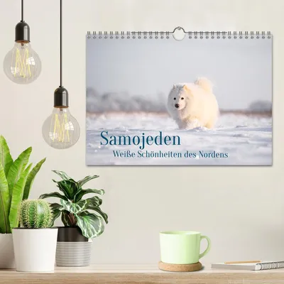 Produktbild von Samojeden - Liebenswerte Fellkugeln (Wandkalender 2026 DIN A4 quer), CALVENDO Monatskalender
