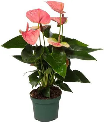 Obrázok produktu pre Kvetina anthurium Sweet Dream, izbová rastlina, priemer 12cm, výška 35cm