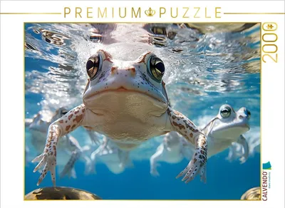 Produktbild von CALVENDO Puzzle Der Froschkönig | 2000 Teile Lege-Größe 90x67cm Foto-Puzzle für glückliche Stunden