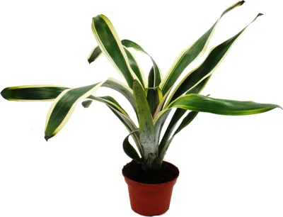 Zdjęcie produktu dla Niezwykle bromelie XL "Nature's Touch" - Aechmea felice - Egzotyczne piekno lisci - doniczka 15 cm