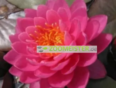 Produktbild von Seerose Perry's Fire Opal dunkelrosa