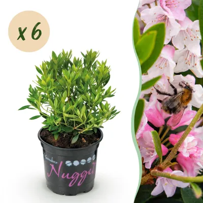 Produktbild von Zwerg-Rhododendron - Rhododendron Bloombux Hellrosa - Blühender Buchsbaum - Pflegeleicht - Hellrosa Blüte - 6 Pflanzen - 20-25cm - Ø10,5cm - Gartenpflanze