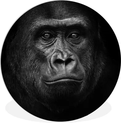 Produktbild von MuchoWow® Rundes Wandbild - Runde Bilder Gorilla - Schwarz - Weiß - Tiere - Porträt Ø 90 cm Kreis Wanddekoration Kunststoff - Wandkreis - Wandschmuck - Wand-Kreis - Wohnzimmer - Bild - Runde - Wanddeko - Dibond - Kunstdrucke
