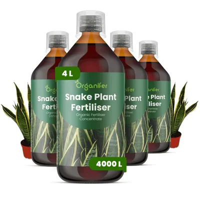 Zdjęcie produktu dla Płynny Nawóz dla Sansewieria 4x1 L – 2-1-8 NPK – Do Sukulenty i Rośliny Domowe – Do Silne Listy i Zdrowe Korzenie – Organifer