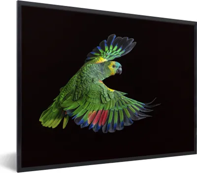 Produktbild von MuchoWow® MuchoWow® Gerahmtes Poster Nahaufnahme bunter Papagei 80x60 cm - Poster mit zchwarzem Bilderrahmen - Schwarzem - Mit Gestell