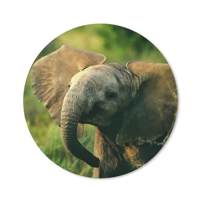 Produktbild von MuchoWow® Mauspad Mousepad Elefant - Grün - Tiere - Natur 50x50 cm - Mousepads - Maus Mat - Pad - Mausunterlage - Vinyl