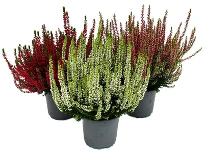 Productafbeelding van Calluna vulgaris set met 3 planten, bezemhei, winterhard, 11 cm pot, kleurmix, 3 verschillende kleuren