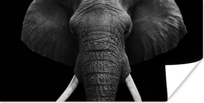 Produktbild von MuchoWow® Poster Elefant - Wildtiere - Schwarz - Weiß - Porträt 40x20 cm - Poster für die Wand - Poster Schlafzimmer