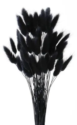 Image de Brins de pampa séchés - Décoration naturelle - 45 cm, 60 pièces, noir
