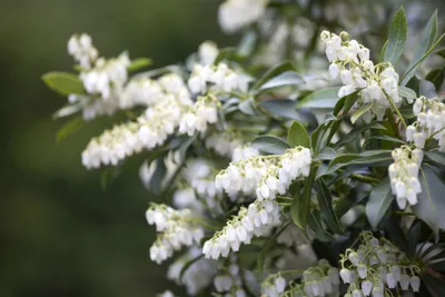 Produktbild von Pieris japonica, Japanische Lavendelheide, 30–40 cm